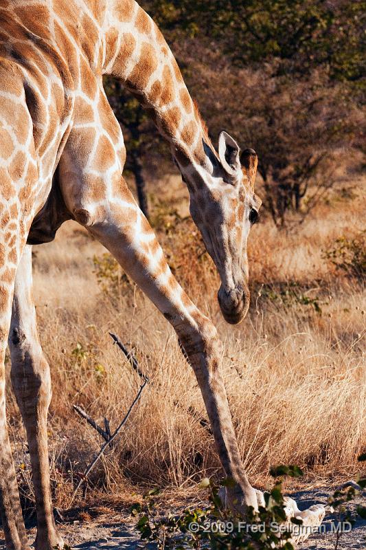 20090609_173510 D300 X1.jpg - The relatively large Giraffe heart generates about twice the blood pressure of a similarly sized mammal